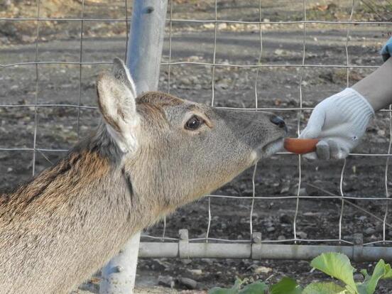 しいちゃんの写真2