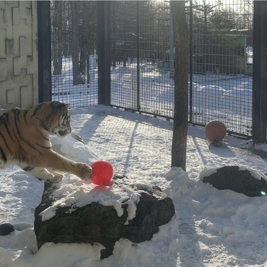 アムールトラがジョリーボールで遊ぶ