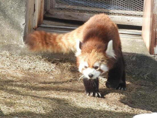 シンゲンの写真