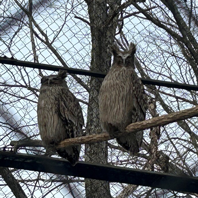 シマフクロウの写真