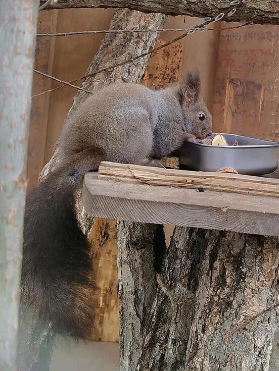 ぐらちゃんの写真