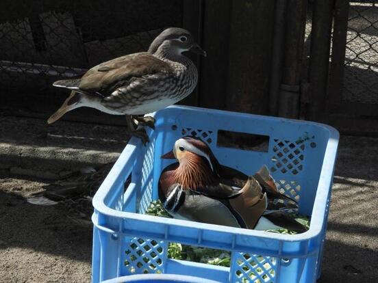 オシドリの写真