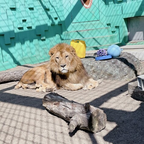 ライオンゆうひと黄色いポリタンク