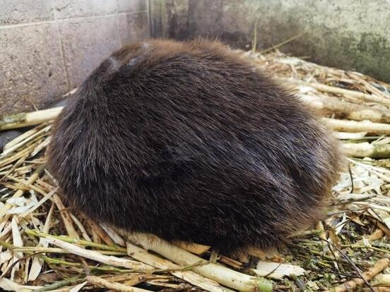 茶色い動物の写真