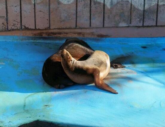 オタリアの写真