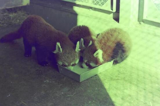 れっさーパンダの写真