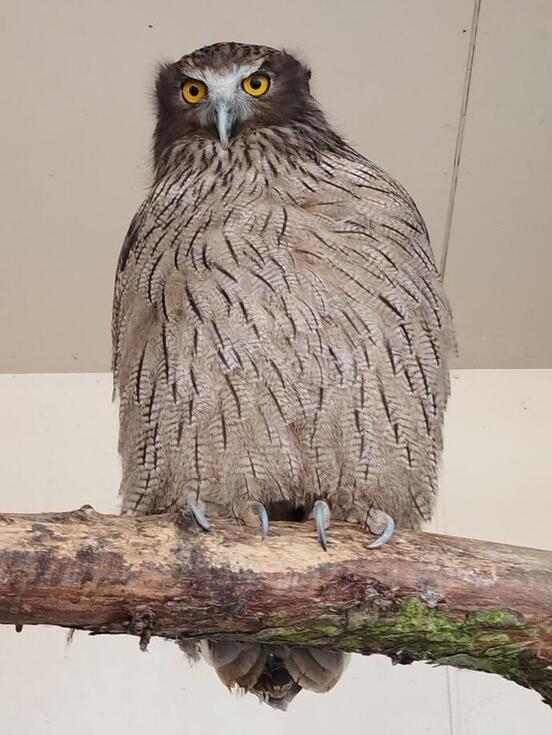 シマフクロウの写真