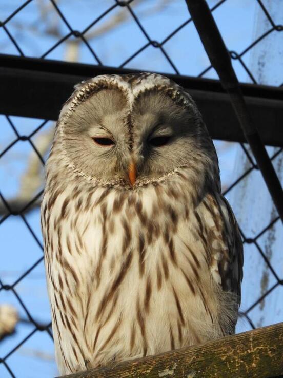 エゾフクロウの写真