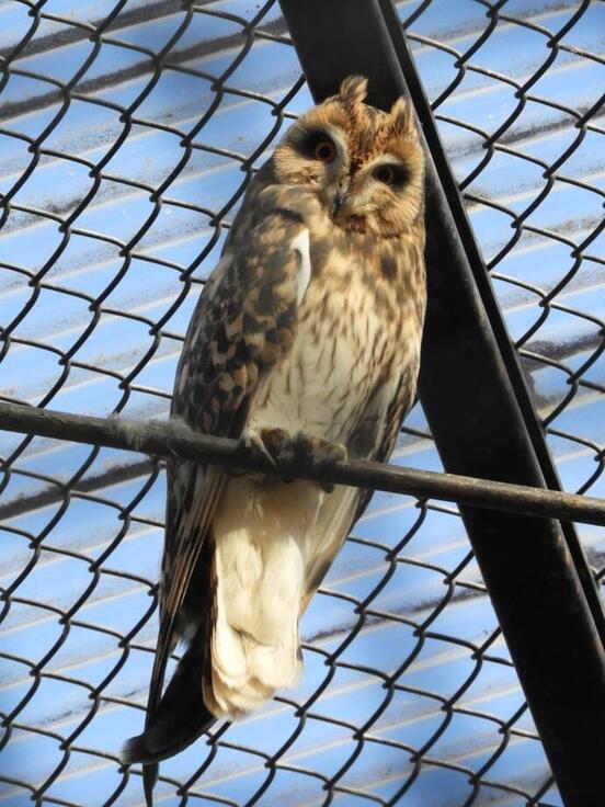 コミミズクの写真