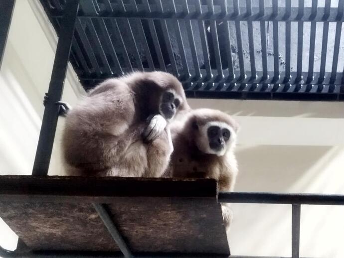 シロテテナガザルのうたくんとマリアちゃん