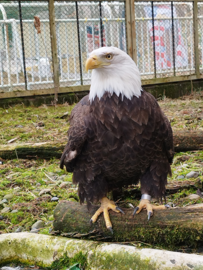 ハクトウワシ「チャップ」