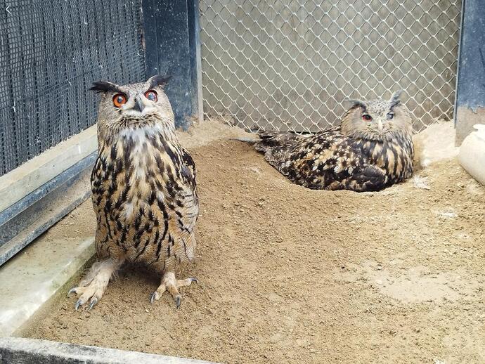 2025年5月22日公開　ワシミミズクのユラとシアン