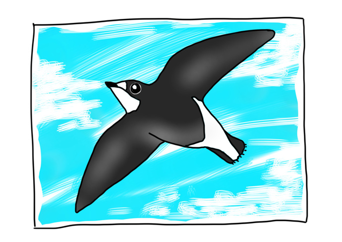 ハリオアマツバメイラスト