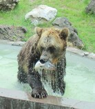 マスを食べるエゾヒグマ