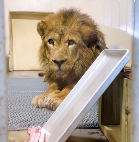 ライオン「あきら」とアルミトレーの写真