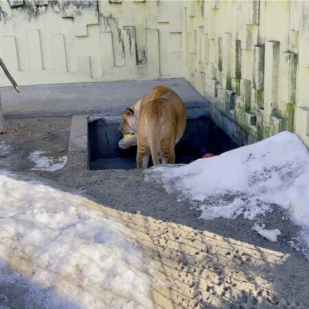 フウとエッグボールの写真2