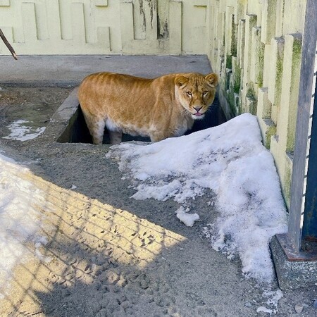 フウとエッグボールの写真3