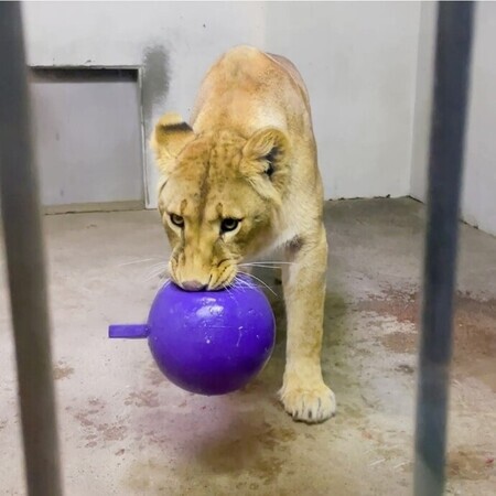 フウとジョリーボールの写真1