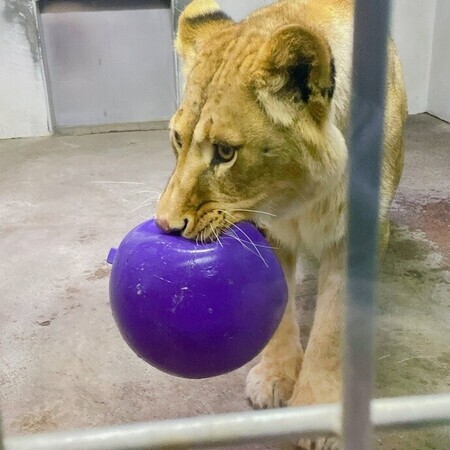 フウとジョリーボールの写真2