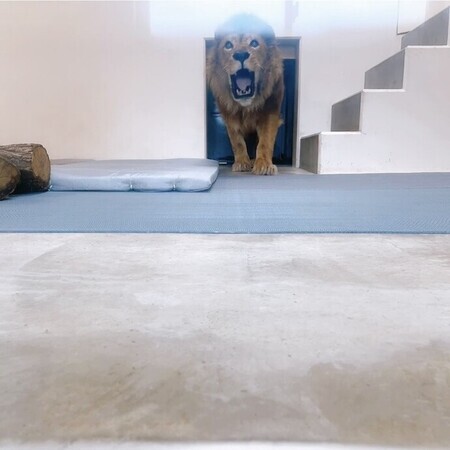 アキラと滑り止めシートの写真