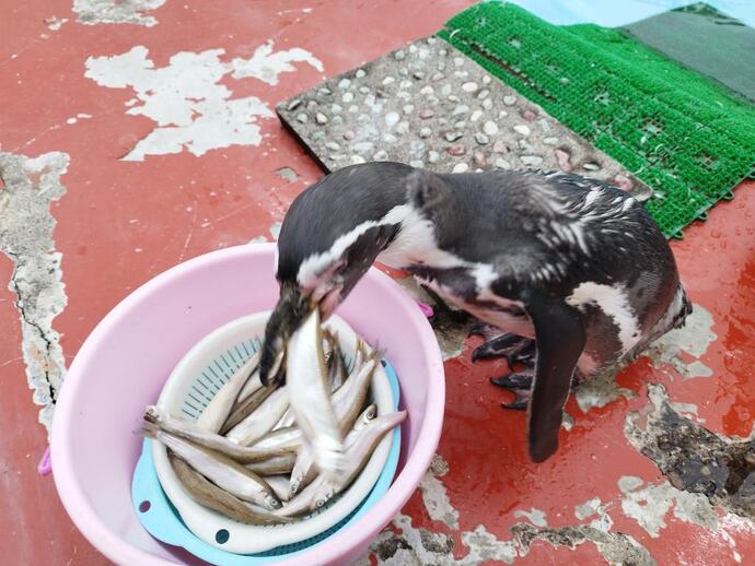 2025年8月27日公開　フンボルトペンギン エサに頭を突っ込む