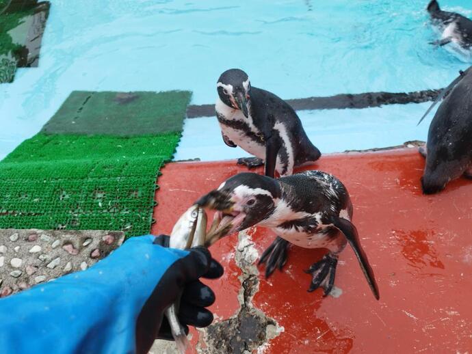 2025年8月27日公開　フンボルトペンギンたち