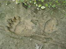 ヒグマ足跡4