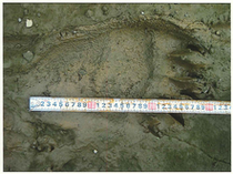 ヒグマ足跡6