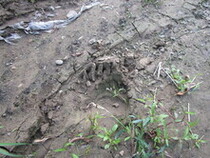 ヒグマ足跡11