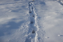 エゾシカ足跡22