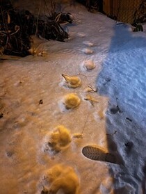 エゾシカ足跡24