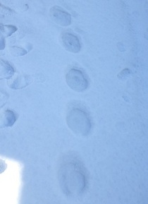 エゾシカ足跡25