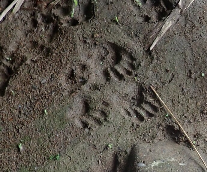 アライグマ足跡