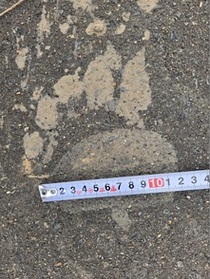ヒグマ足跡30