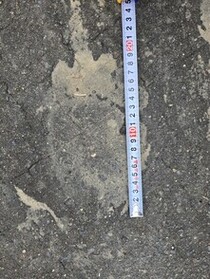 ヒグマ足跡33