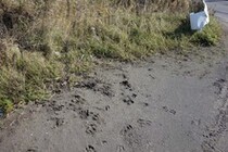 エゾシカ足跡34