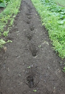 エゾシカ足跡35