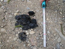 ヒグマ糞12