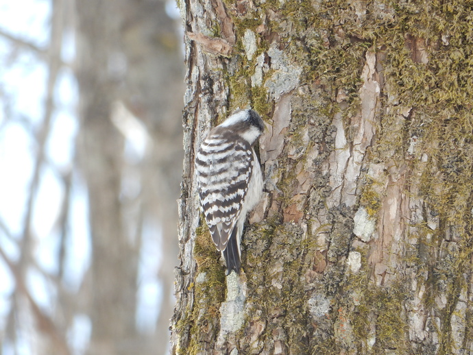 野鳥の画像1