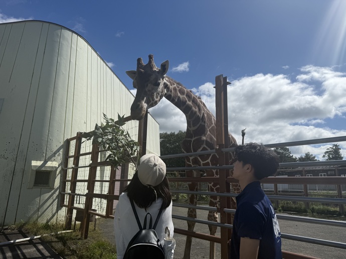 キリンエサやり体験