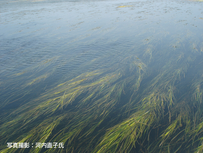 アマモ場の写真