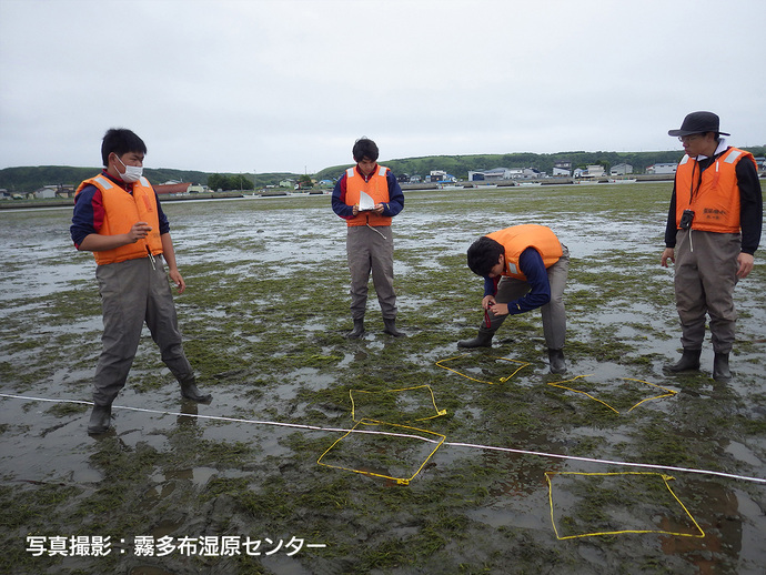 アマモ場調査のようす