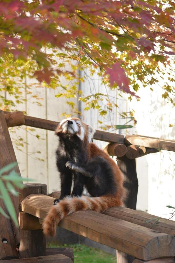 レッサーパンダのシンゲン