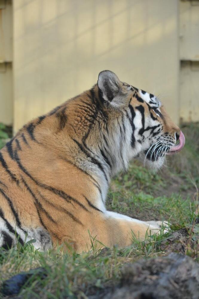 アムールトラ「ナージャ」0026