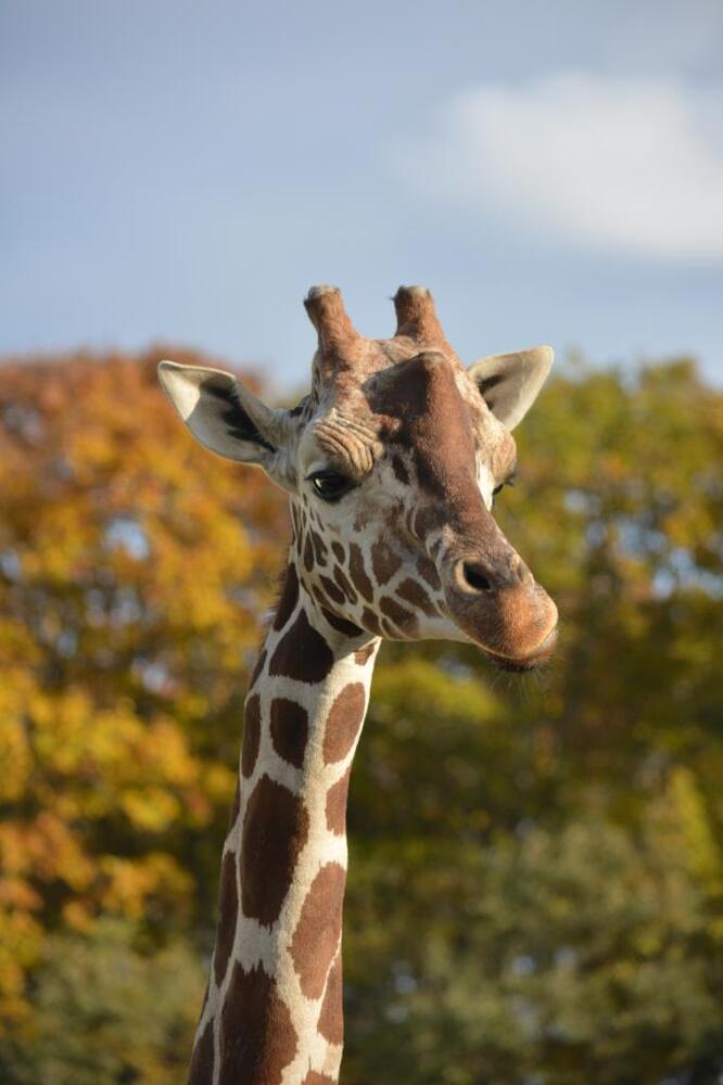 アミメキリンのコハク