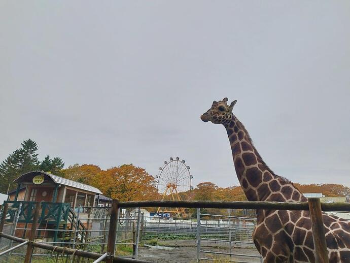 アミメキリンのスカイ