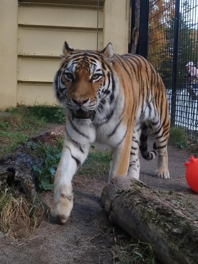 アムールトラ「ナージャ」1533