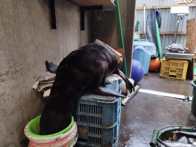 オタリア人工哺育75日齢