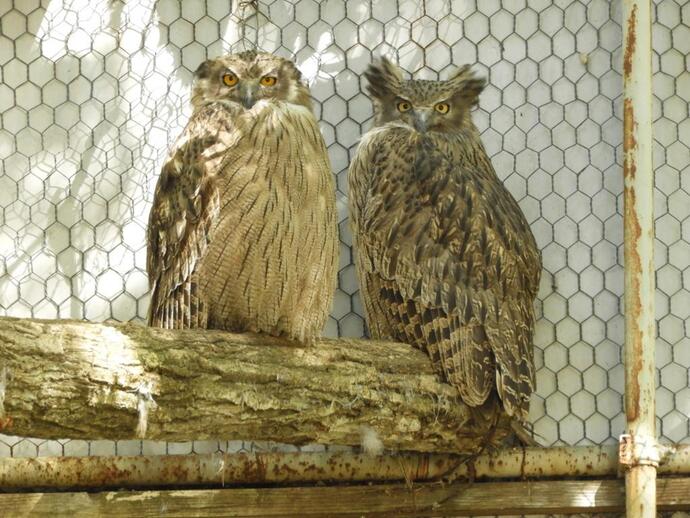 シマフクロウのフラトとラライ