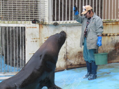 写真：オタリアガイド